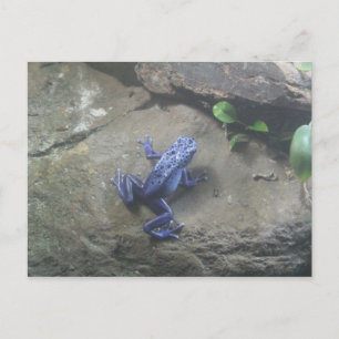 Cartão Postal Sapo Azureus Poison Dart