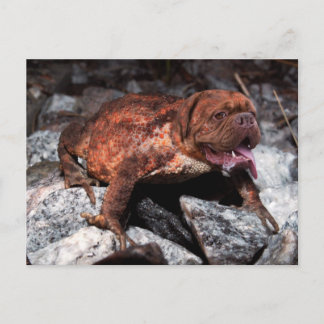 Cartão Postal Sapo Bordeaux