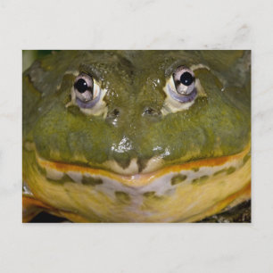Cartão Postal Sapo Burrolante Africano, Pyxicephalo