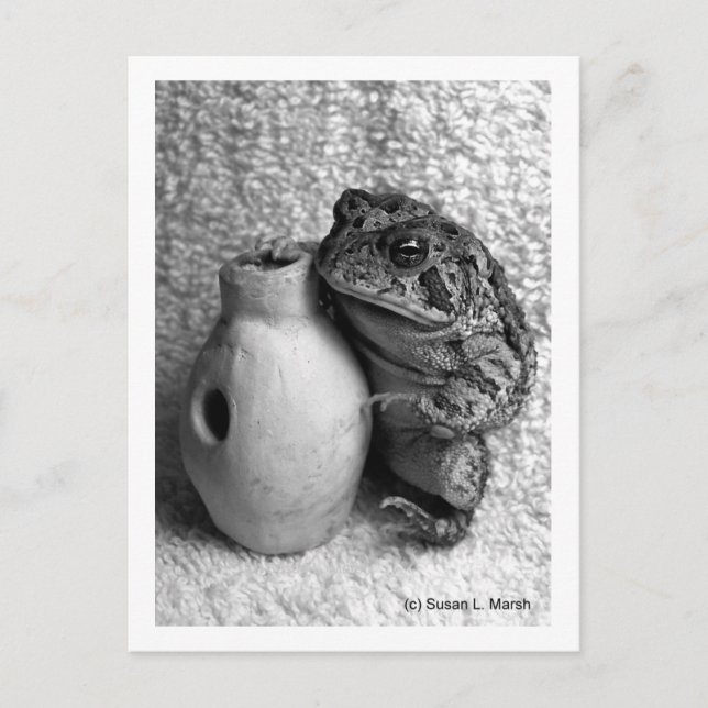 Cartão Postal Sapo com fotografia de percussão udu (Frente)