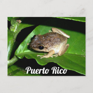 Cartão Postal Sapo Coqui porto-riquenho