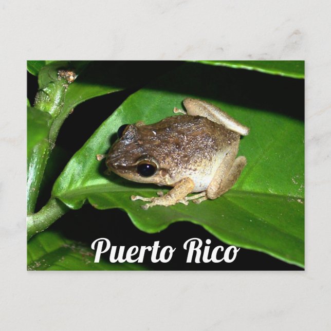 Cartão Postal Sapo Coqui porto-riquenho (Frente)