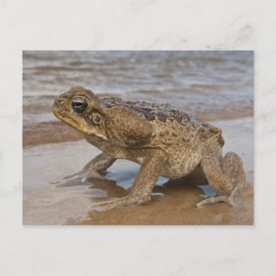 Cartão Postal Sapo-cururu Rhinella marina, anteriormente Bufo