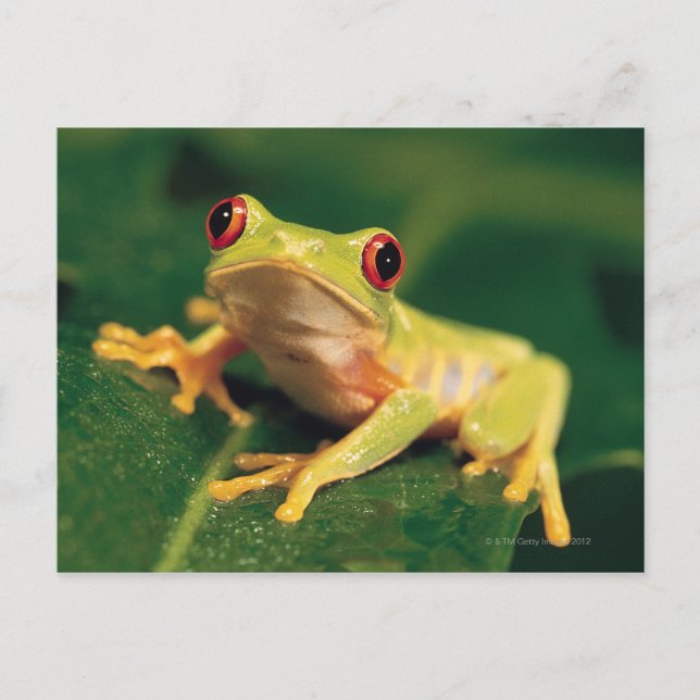Cartão Postal Sapo da árvore de olhos vermelhos (Frente)