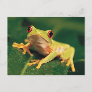 Cartão Postal Sapo da árvore de olhos vermelhos