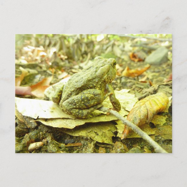 Cartão Postal Sapo da Floresta (Frente)