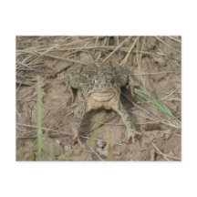 Sapo da pradaria R10