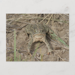 Cartão Postal Sapo da pradaria R10