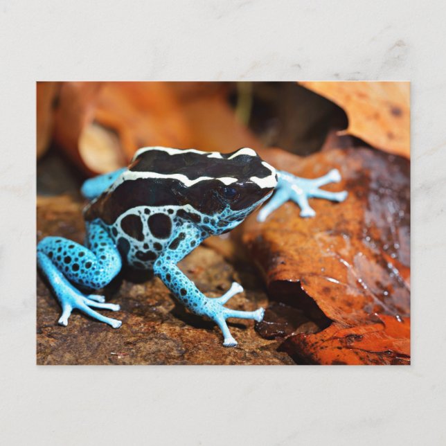 Cartão Postal Sapo Dart Dendrobates Tinctorius (Frente)