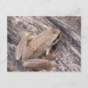 Cartão Postal Sapo de árvore