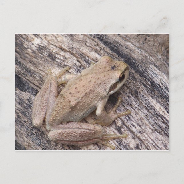 Cartão Postal Sapo de árvore (Frente)