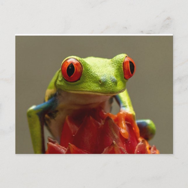 Cartão Postal Sapo de árvore com olhos vermelhos (Frente)
