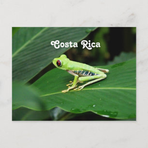 Cartão Postal Sapo de Árvore Costa Rica