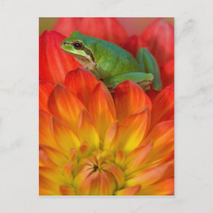 Cartão Postal Sapo de árvore do Pacífico em flores em nosso ja