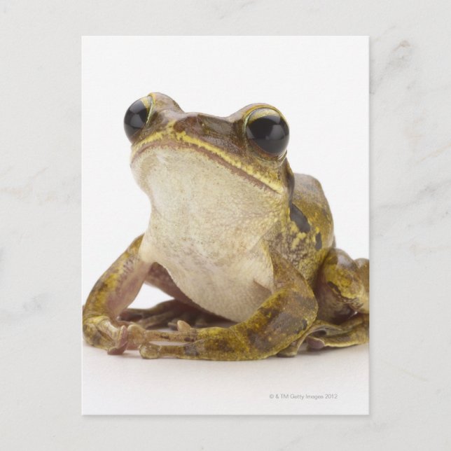 Cartão Postal sapo de árvore Dourada (Frente)