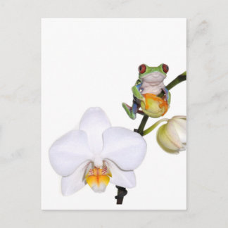 Cartão Postal sapo de árvore vermelha na orquídea