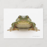 Sapo de árvores verdes (Hylidae cinerea)