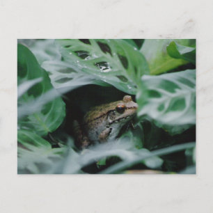 Cartão Postal Sapo de Bronze na Planta de Oração