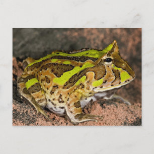 Cartão Postal Sapo-de-chifre-brasileiro, Ceratophrys cornuta, Na