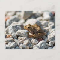 Sapo de críquete de Blanchard