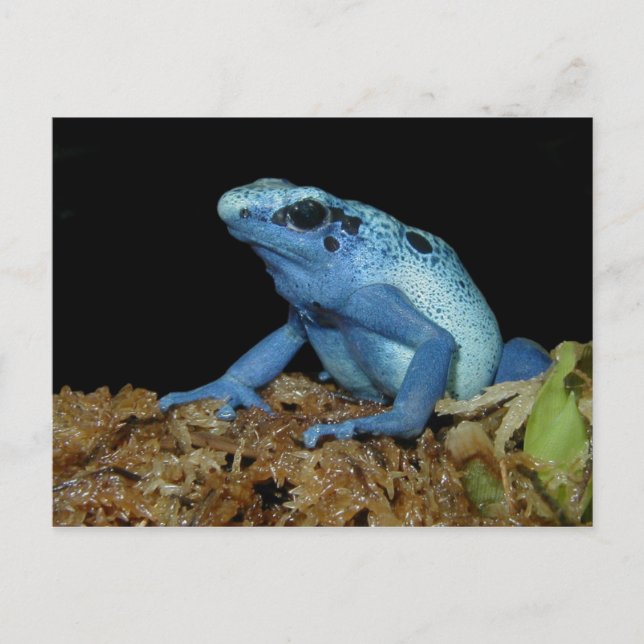 Cartão Postal Sapo de dardo azul (Dendrobates azureus).jpg (Frente)