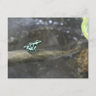 Cartão Postal Sapo de dardo verde e veneno preto nº 2