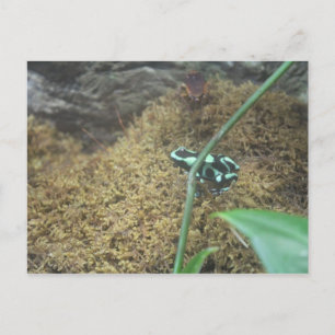 Cartão Postal Sapo de dardos verde e preto nº 3
