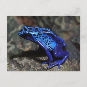 Cartão Postal Sapo de Dart Azul, Sapo Azul Brilhante