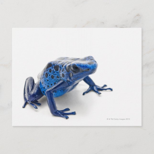 Cartão Postal Sapo de Dart Venenoso Azul (Dendrobates Tinctorius (Frente)