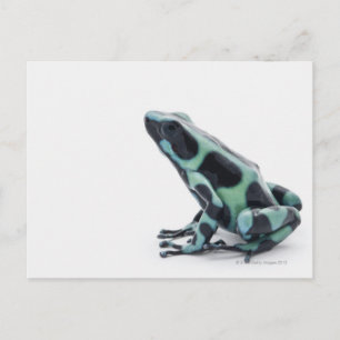Cartão Postal Sapo de Dart Venenoso Negro e Verde
