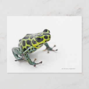 Cartão Postal Sapo de Dart Venenoso Verde em Preto (Ranitomeya)