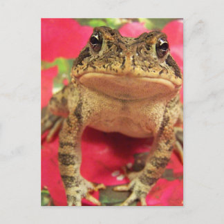 Cartão Postal Sapo de galhardete contra o dorso de bougainvillea