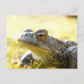 Cartão Postal Sapo de Hill End