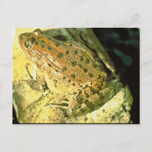 Cartão Postal Sapo de pernas vermelhas