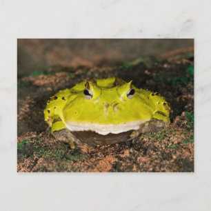 Cartão Postal Sapo do Corno brasileiro, Ceratophrys cornuta, 2
