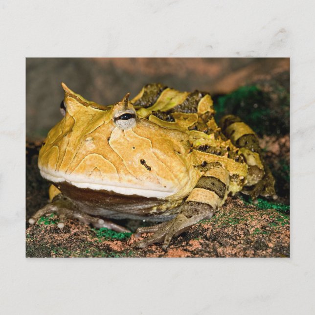 Cartão Postal Sapo do Corno brasileiro, Ceratophrys cornuta, 3 (Frente)
