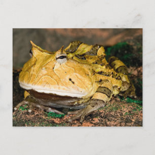 Cartão Postal Sapo do Corno brasileiro, Ceratophrys cornuta, 3