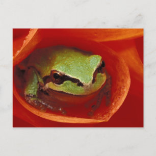 Cartão Postal Sapo do Coro Pacífico na dália. Crédito como: