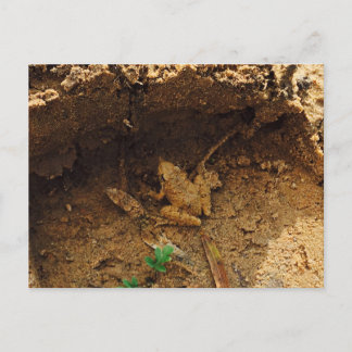 Cartão Postal Sapo em Pleasanton, Texas