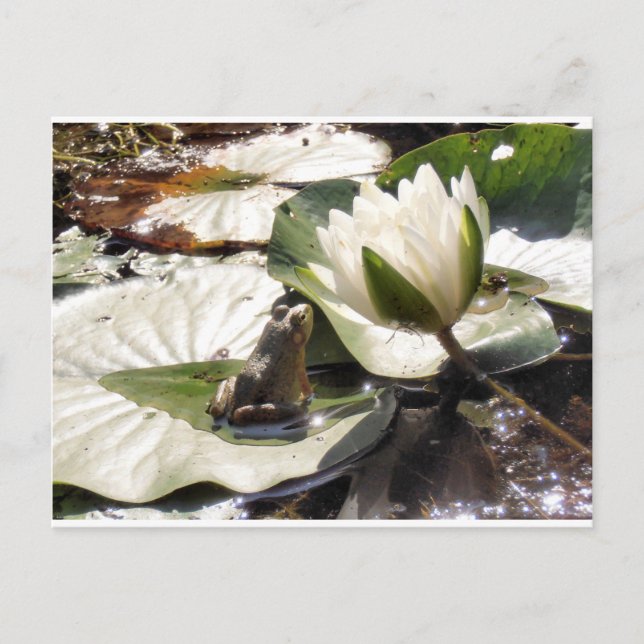 Cartão Postal Sapo entonado (Frente)