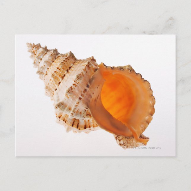 Cartão Postal Sapo gigante (Tutufa bubo) contra branco (Frente)