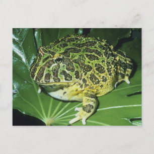 Cartão Postal Sapo Horned ornamentado, (ornata de Ceratophrys),