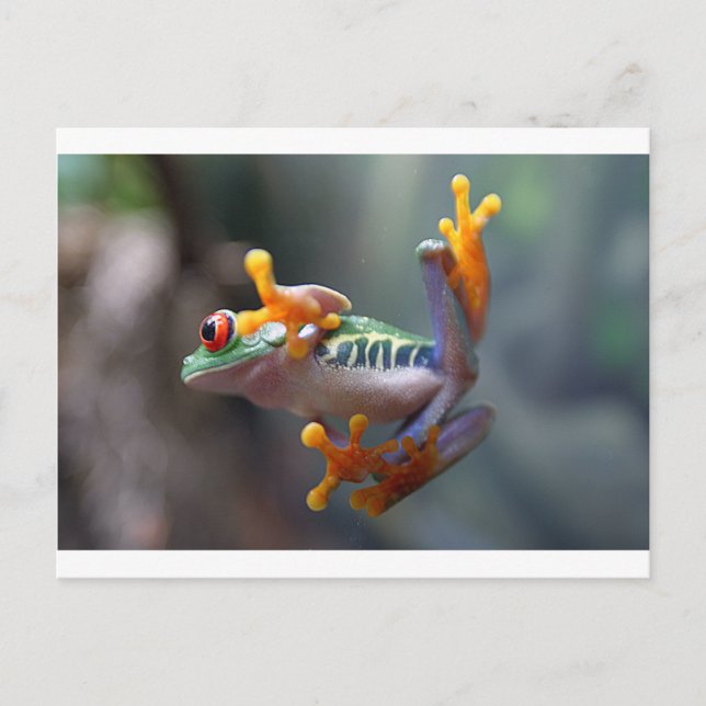 Cartão Postal Sapo por John Remar Jr. (Frente)