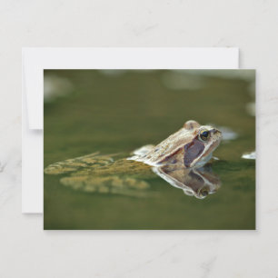 Cartão Postal Sapo sentado na água
