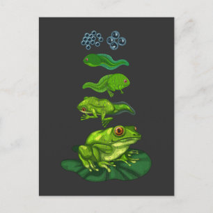 Cartão Postal Sapo Tadpole Biology Metamorfose Life Cycle Art