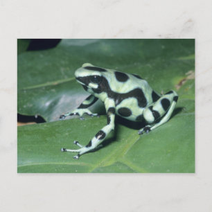Cartão Postal Sapo Veneno, (Dendrobates auratus) Cahuita