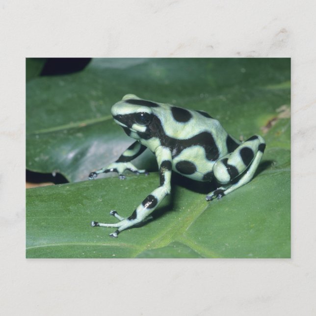 Cartão Postal Sapo Veneno, (Dendrobates auratus) Cahuita (Frente)