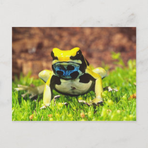 Cartão Postal Sapo Venenoso Tingente, Dendrobates tinctorius,