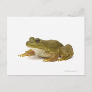 Cartão Postal Sapo Verde Comum