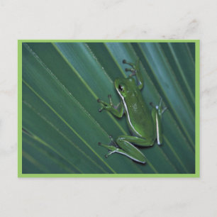 Cartão Postal Sapo verde da árvore